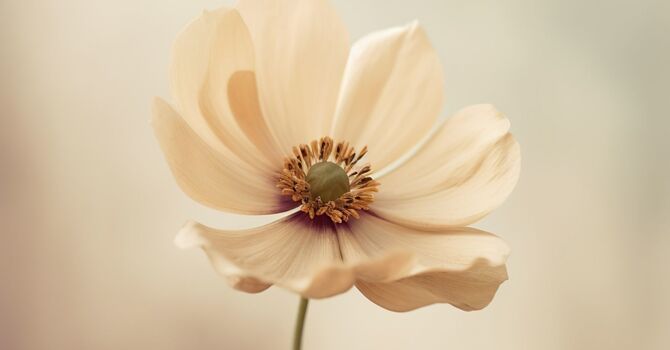 Hormone Replacement Therapy